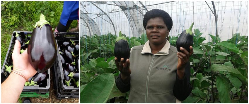 Aubergine-farm-at-harvested