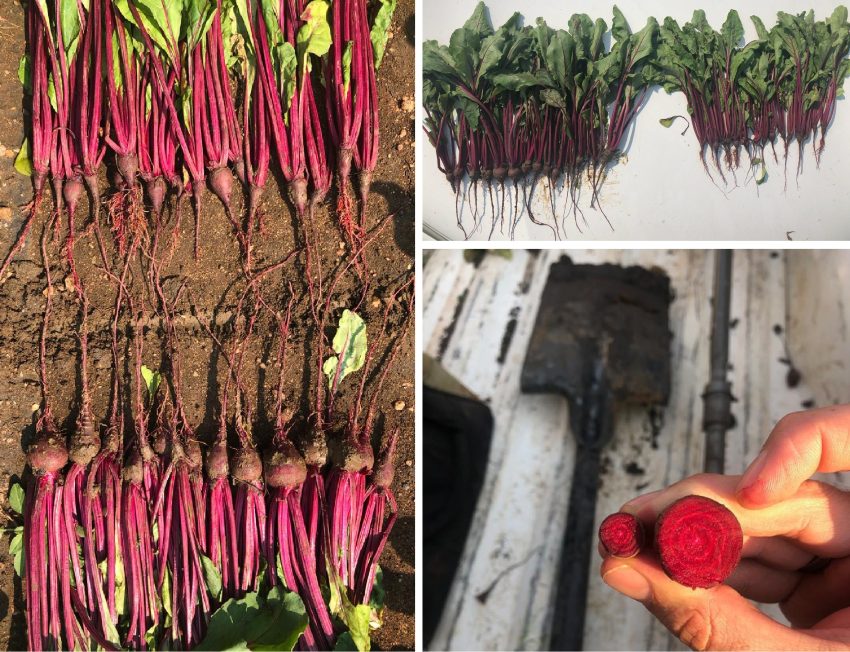 Beetroot Grown With An Organic Polymicrobial Biofertilizer