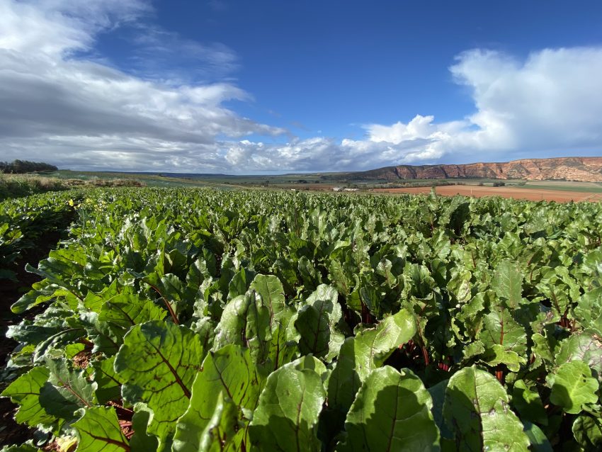 Beetroot Yield Incresea With Microbial Fertiliser