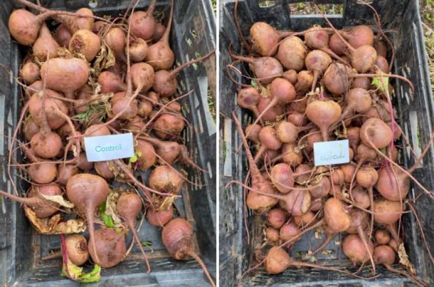 Beetroot Yield Result Comparison