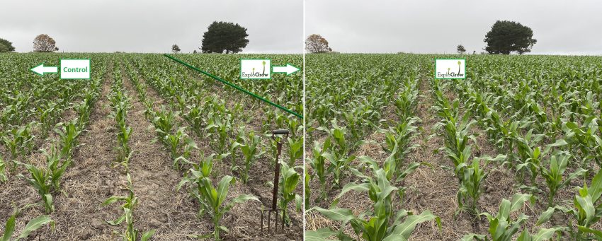 Biostimulant Seed Treatment On Dryland Maize 2