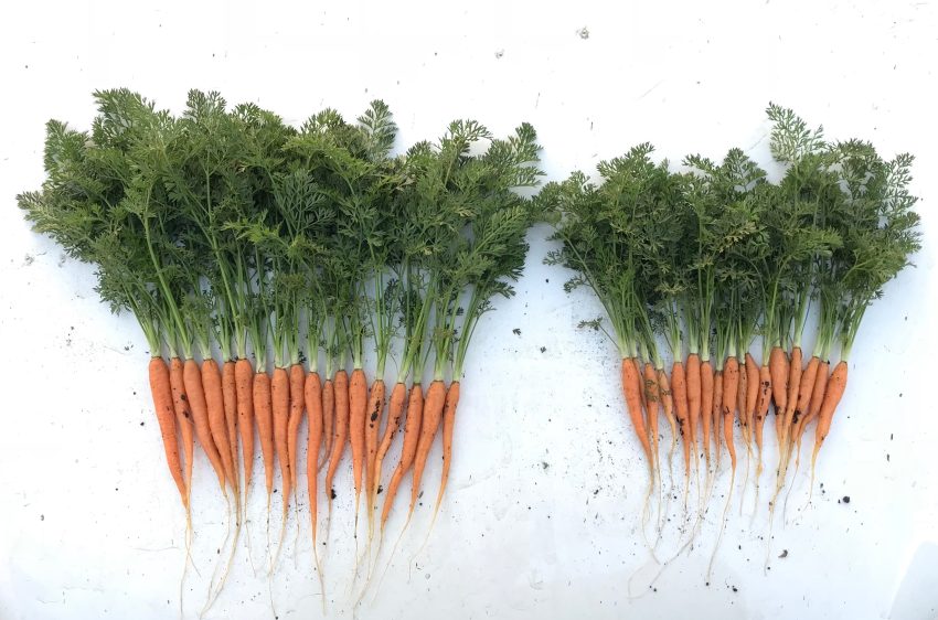 Carrot Grown With An Organic Polymicrobial Biofertilizer