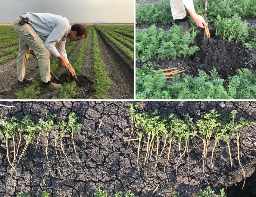 Carrots Grown With Organic Microbial Biofertilizer