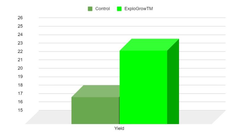 Chicory Increased Yield Graph