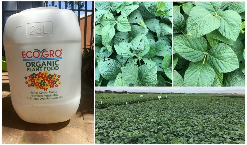 Eco Gro Fish Emulsion Together With Explo Grow Trials On Soybeans