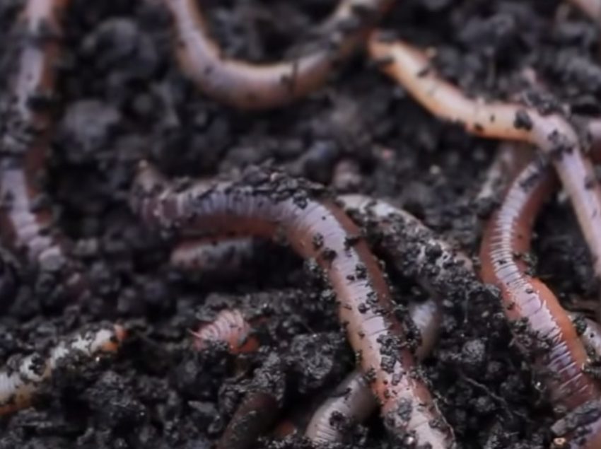 Earthworms And Explo Grow Organic Microbial Biofertilizer