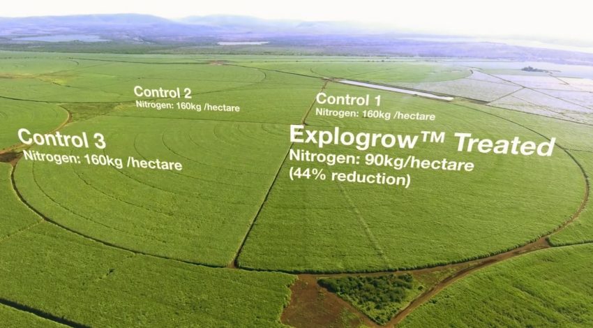 Growing much more Sugarcane with beneficial microbes also fixing atmospheric Nitrogen