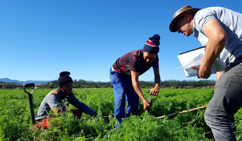 Harvesting Carrots Crop Data Measuring The Explogrow Organic Bio Fertilizer Effect In Hankey