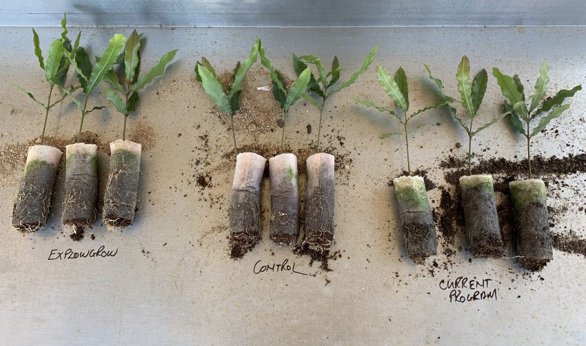 How To Improve Seed Germination Sprouting Seedling Vigour The Rooting Phase And Plant Health With Microbial Seed Treatments