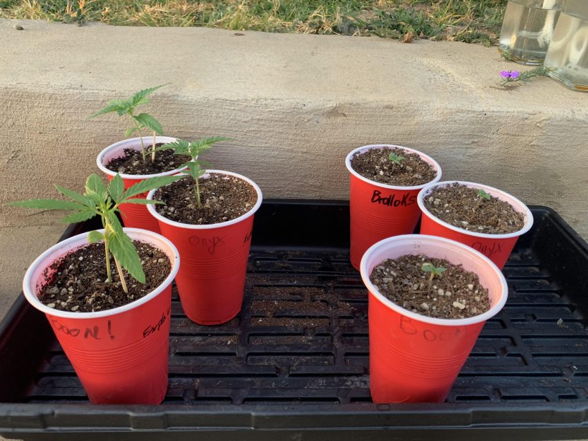 How To Improve Seed Germination With Microbial Seed Treatments 2