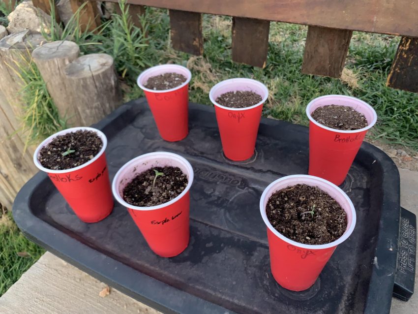 How To Improve Seed Germination With Microbial Seed Treatments