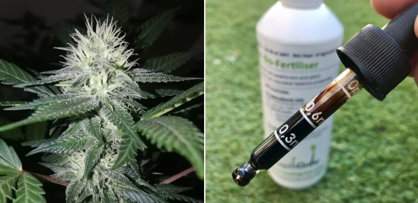 How To Use Organic Bio Fertilizer For Marijuana Versus The Best Hemp Nutrients