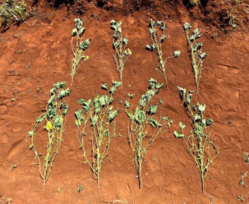 Larger Soya Bean Plants Compared With Control After Appling Nitrogen Fixing Explogrow