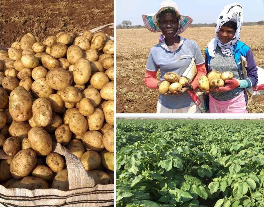 Limpopo Potato Farmer Crushes 60 Year Old Farm Record With 88 Tons Per Ha By Using Organic Bio Fertiliser