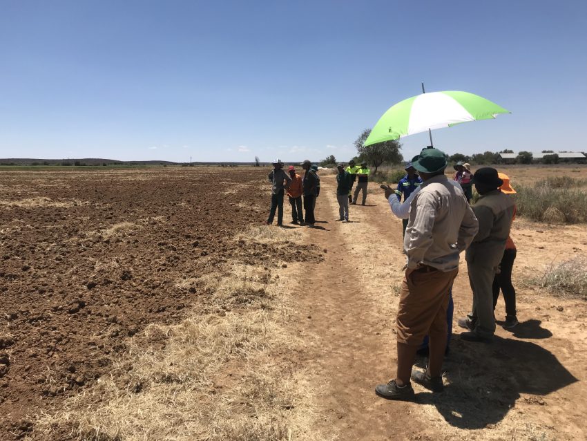 Maize Pniel Youth Development Cooperative maize trial w organic bio fertilizer