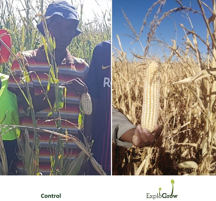 Maize Pniel Youth Development Cooperative Recovered Maize Yield With Organic Bio Fertilizer All Rights Reserved