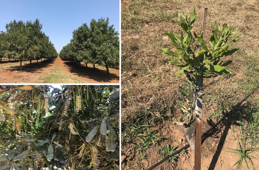 Mature Macadamia Nut Trees And Newly Planted Macadamias With Organic Microbial Bio Fertilizer