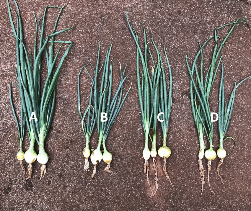 Onions Developed Roots Double In Size Unaffected By The Root Knot Nematode