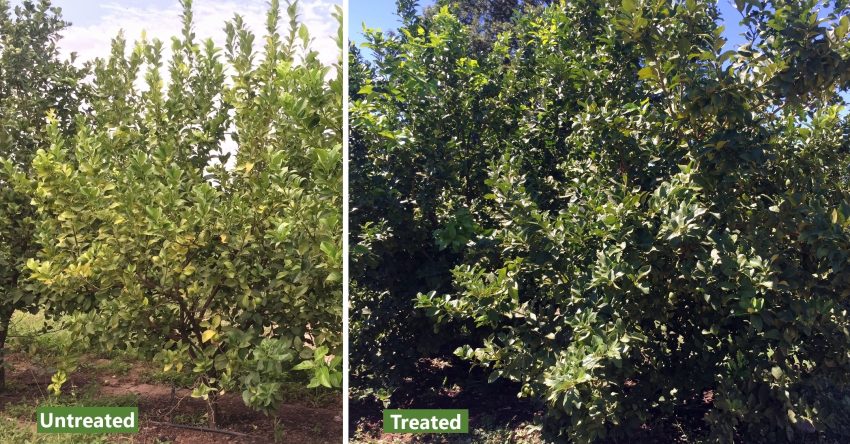 Organic Citrus Trees Microbial Biofertiliser Control Test