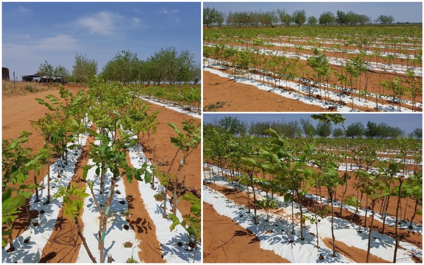 Pecan Nut Trees Planted With Explo Grow Microbial Biofertiliser Doubled Growth Rate