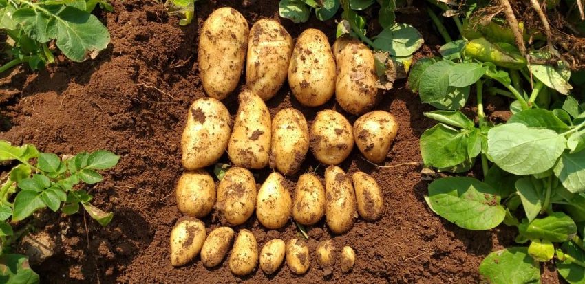 Potatoes With An Organic Microbial Biofertilizer