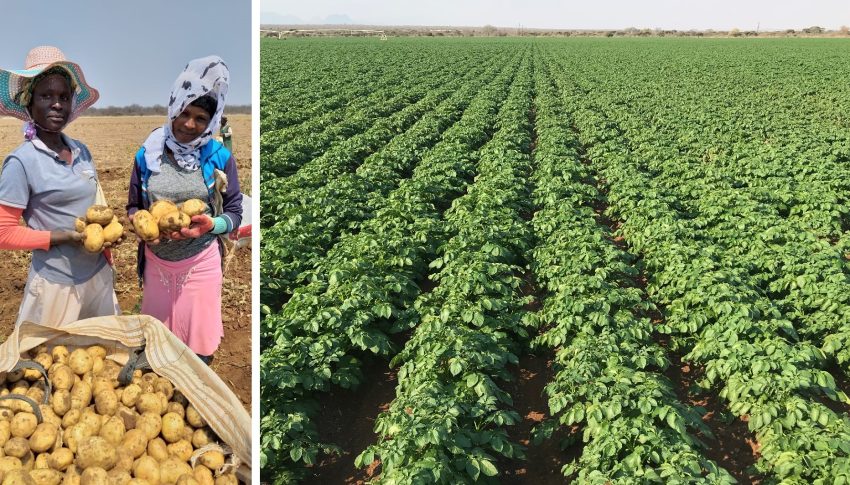 Potatoes With An Organic Poly Microbial Bio Fertilizer