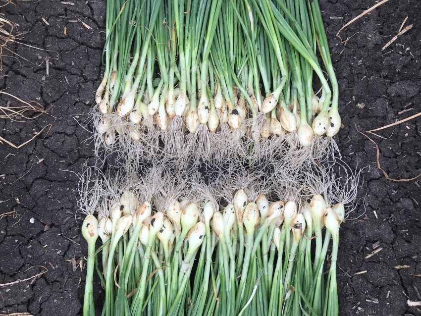 Seed Onions With Organic Poly Microbial Biofertilizer