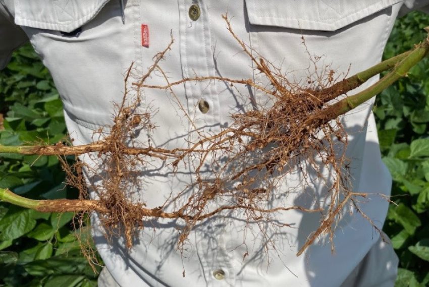 Soya Plant Showing Greater Root Development And Nitrogen Nodulation After Appling Nitrogen Fixing Bacteria