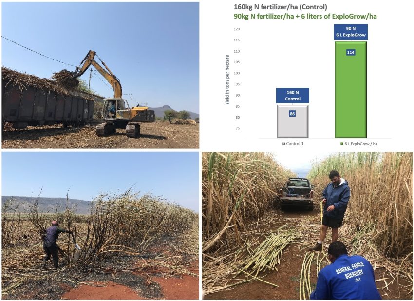 Sugarcane Harvest Higher Yield Grown With Natural Benificial Microbes Biofertilizer