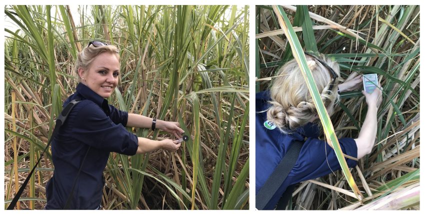 Sugarcane Improved Photosynthesis And Leaf Biomass With Natural Biological Microbial Fertilizer