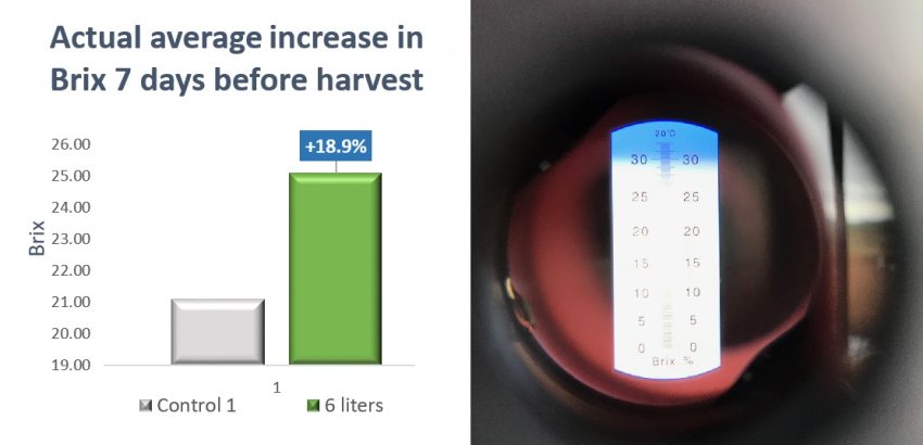 Sugarcane Increased Brix Sugar Content With Organic Biological Microbial Fertilizer