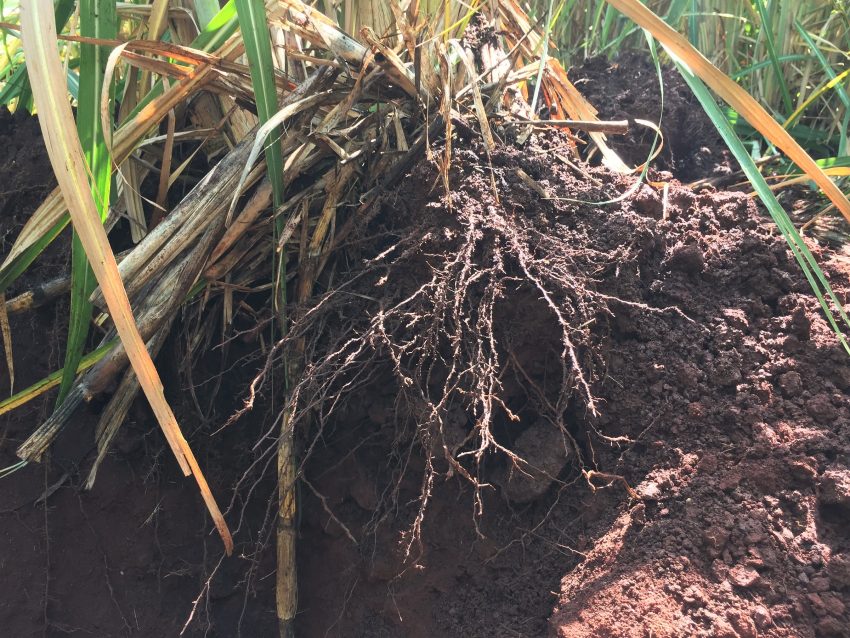 Sugarcane Root Development Organic Biofertilizer After 4 Months E3