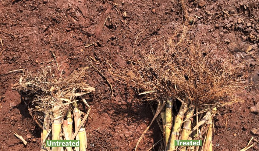 Sugarcane Root Development Treated With Biofertilizer E3 C1