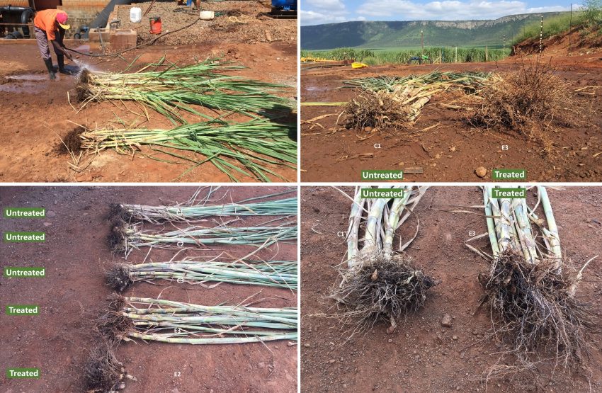 Sugarcane Root Development With Biofertilizer 4 Months C1 C2 C3 E3