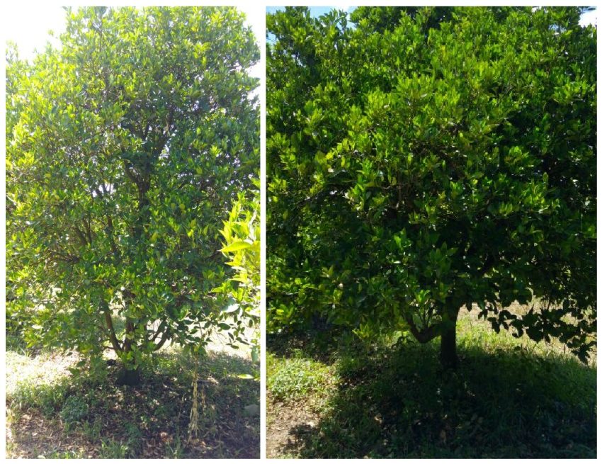 Valencia-Orange-Trees-with-organic-fertilizer-on-the-right