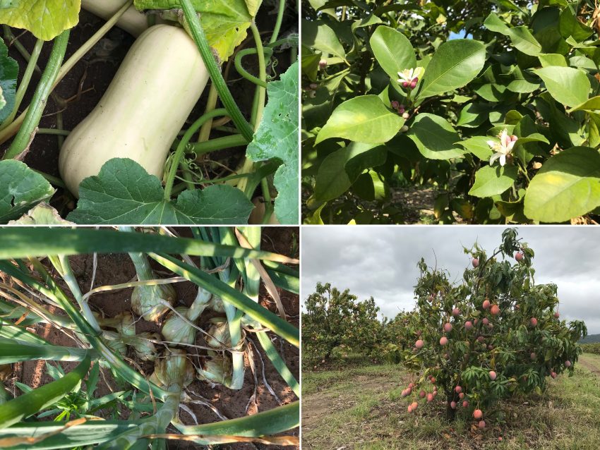 Vegetables And Tree Crops Grown Using Organic Bio Fertilizer With A Poly Microbial Blend