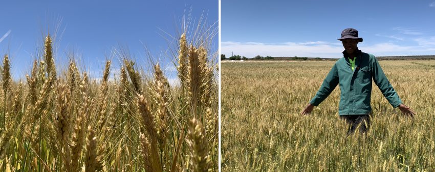 Wheat Crop Yield Increased With Explo Grow During Youth Development Farm