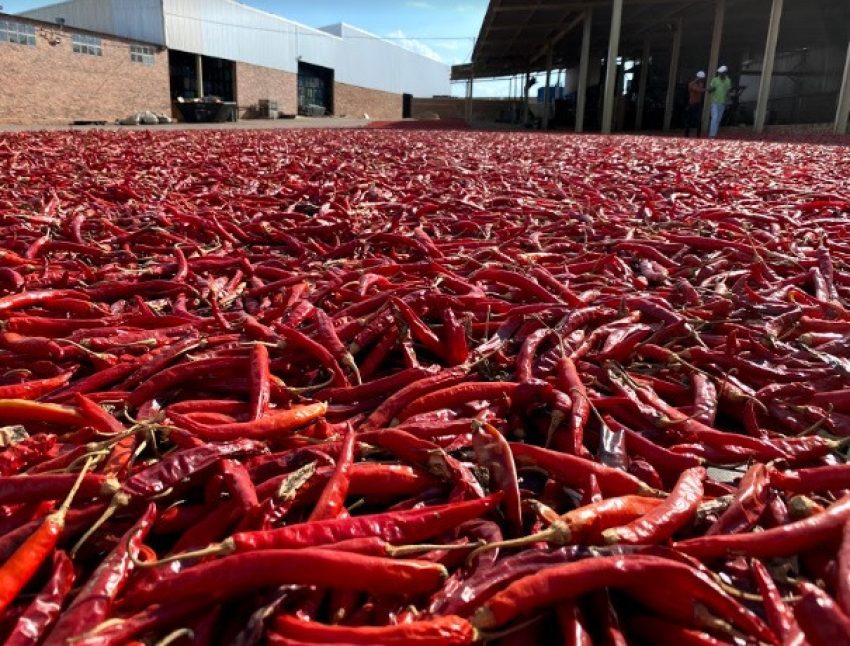 Chili Firing On Explogrow Bio Fertiliser