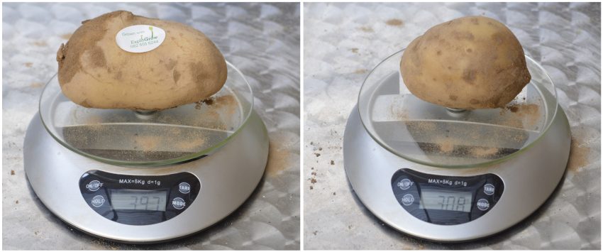 Largest Organically Grown Treated Potatoes Vs Unreated