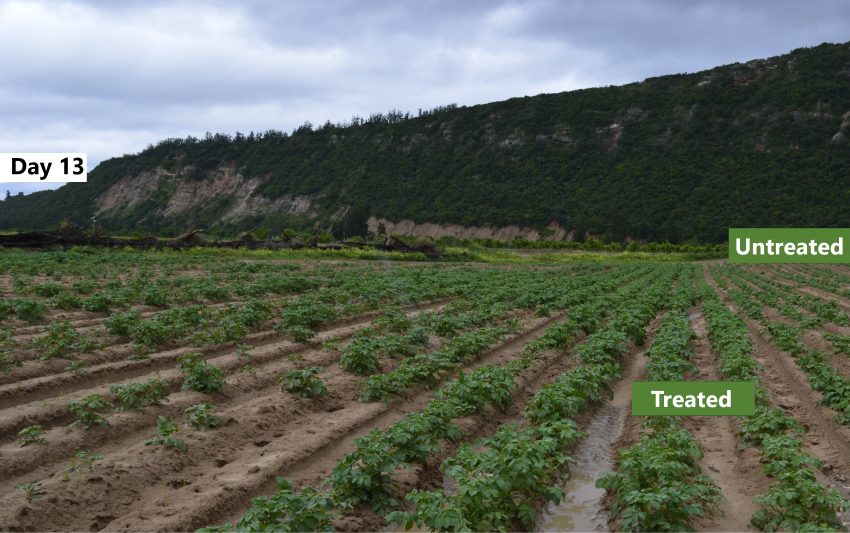 potatoes-before-after-day-13