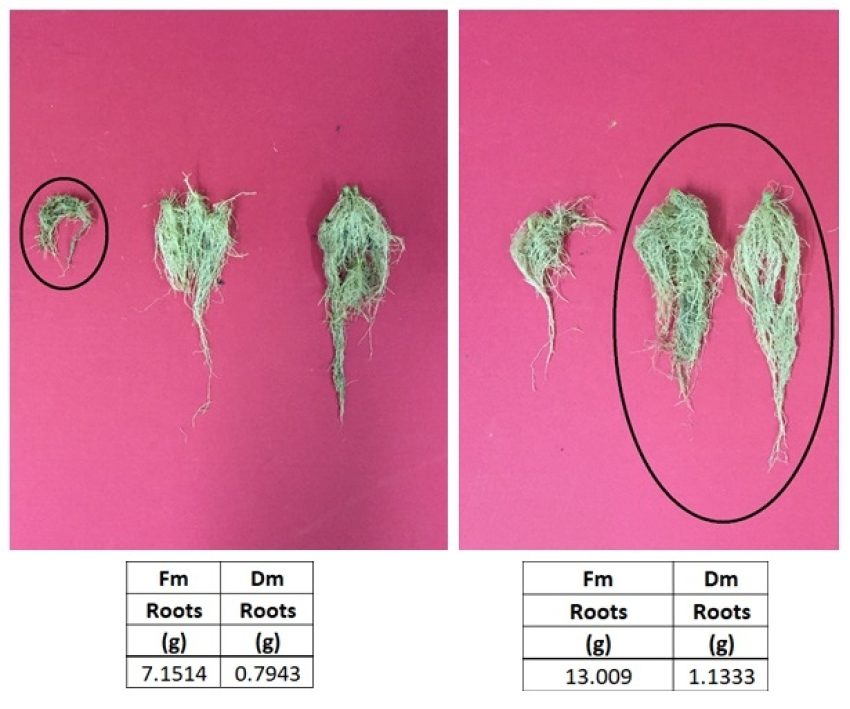 Roots Data Plant Assisted Bio Remediation Poly Microbial Blend Of Soil Beneficial Microbes